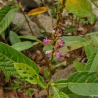 Tadehagi triquetrum (L.) H.Ohashi